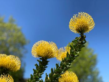 Low angle view of flowering plant against sky