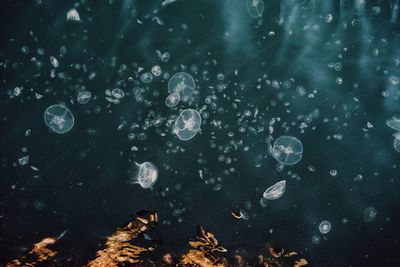 Jellyfish swimming in sea