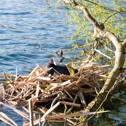 Lake with trees in background