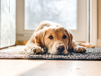 Portrait of dog lying down on floor