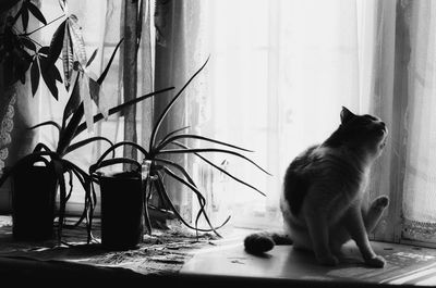 Cat sitting on table at home