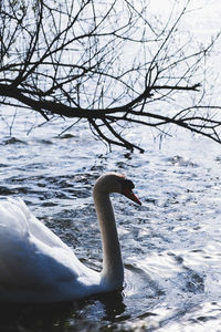 Swan swimming in a lake