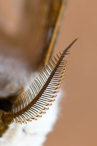 Close up of leaf
