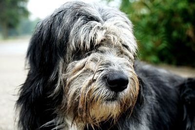 Close-up of a dog