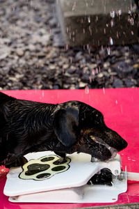 Close-up of a dog on the table