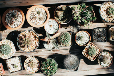 High angle view of potted plants