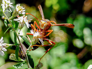 Close-up of insect pollinating on flower