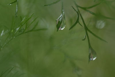 Close-up of water drops on plant