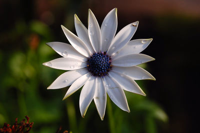 Close-up of white flower blooming outdoors