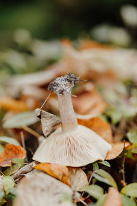 Close-up of mushroom growing on field