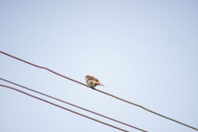 Low angle view of bird perching on cable against clear sky