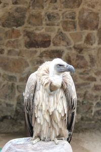 Close-up of griffon perching on wall