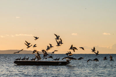 Seagulls flying over sea against sky