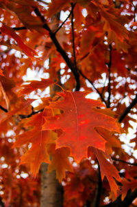 Close-up of leaves on tree