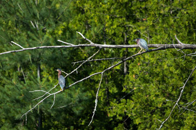 Bird perching on tree