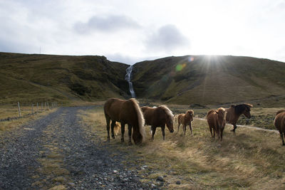Wild iceland horses in front of the kerlingarfoss waterfall