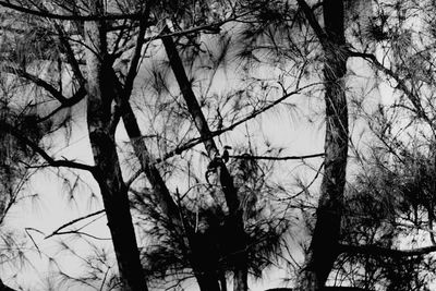 Low angle view of silhouette trees in forest against sky