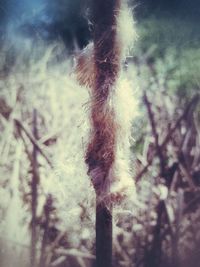 Close-up of dandelion flower