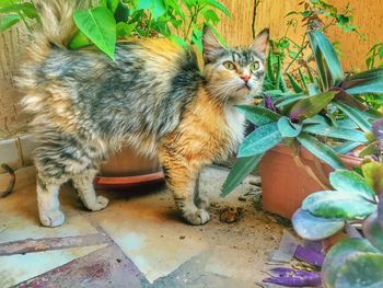 Cat looking away