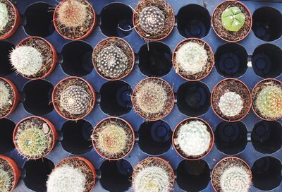 Full frame shot of cactus growing in pots