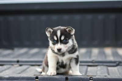 Siberian husky puppy