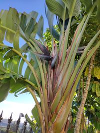 Low angle view of palm tree against sky