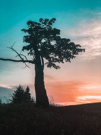 Silhouette tree on field against sky at sunset