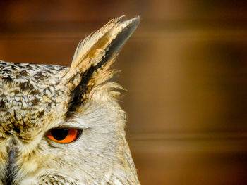 Close-up of a bird