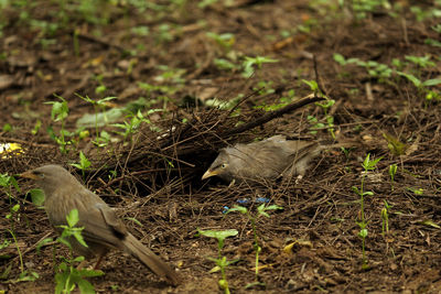 Close-up of bird on field