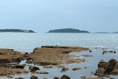 Seagull perching on rock by sea against sky