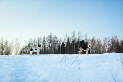 Dogs standing on snow covered land