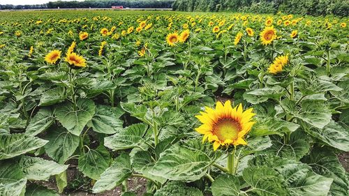 High angle view of sunflowers blooming on field