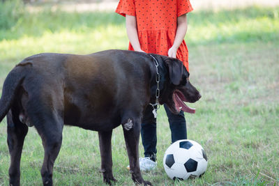 Dog playing with ball on field