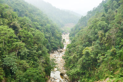 Scenic view of forest