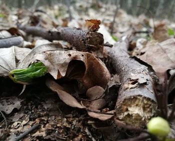 Close-up of mushrooms