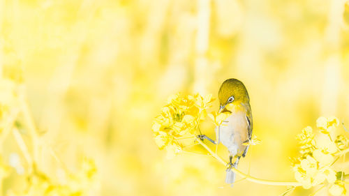 Close-up of bird perching on yellow flower