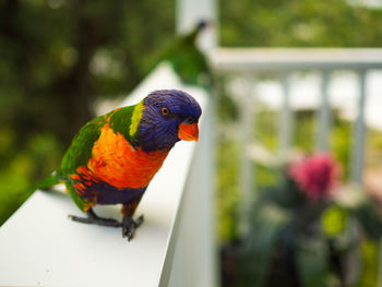 Close-up of parrot perching on wood