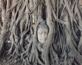 Buddha sculpture amidst tree trunk