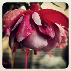 Close-up of pink flower