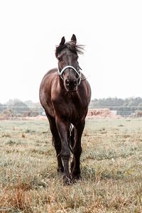 Horse grazing on field against clear sky