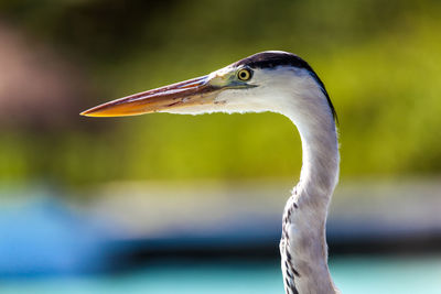 Close-up of a bird