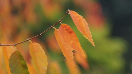 Close-up of orange leaves on tree during autumn