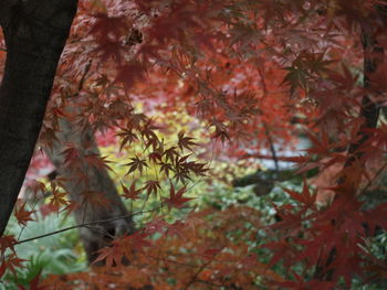 Close-up of maple leaves on tree