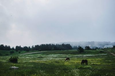 Scenic view of grassy field against sky