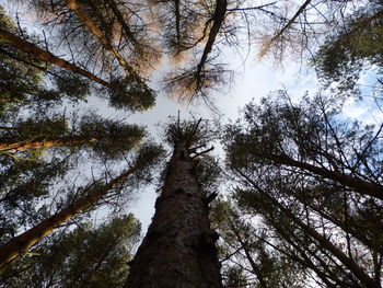 Low angle view of trees in forest