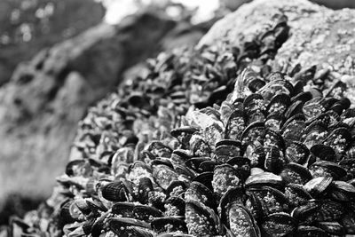 Close-up of mussels on rocks