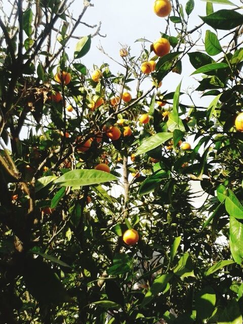 fruit, growth, citrus fruit, tree, nature, freshness, food and drink, food, outdoors, branch, green color, juicy, beauty in nature, close-up, orange tree, no people, backgrounds, day