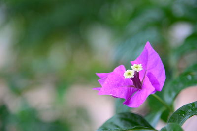 Close-up of flower against blurred background