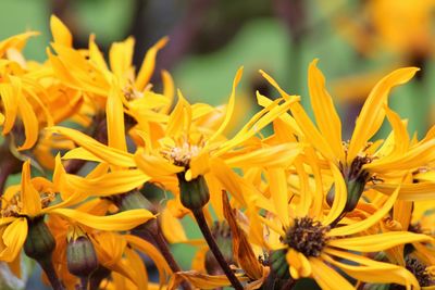 Close-up of yellow flowering plant