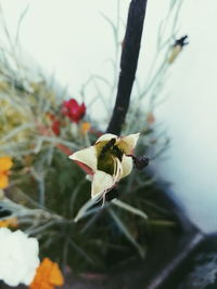Close-up of insect on flower